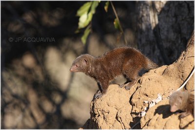 mangouste naine -  dwarf mongoose 2.jpg
