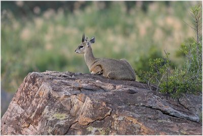 orotrague sauteur -  klipspringer.jpg