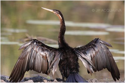 anhinga - african darter 1.jpg