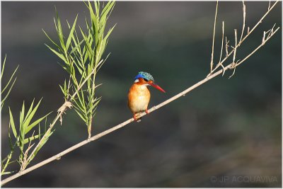 martin pcheur hupp - malachite kingfisher 5.jpg