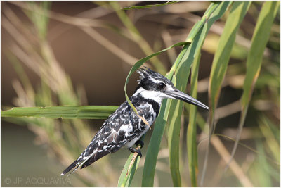 martin pcheur pie -  pied kingfisher 4.jpg