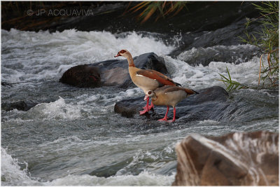 oie d'egypte -  egyptian goose.jpg