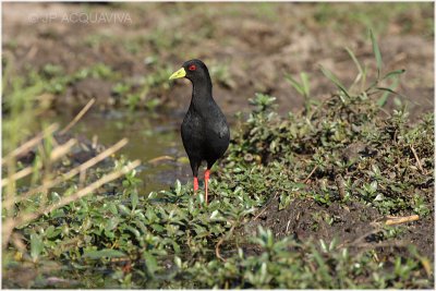 rle noir -  black crake.jpg