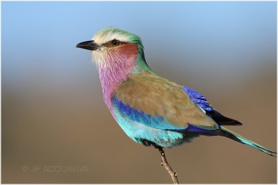 rollier -  lilac breasted roller.jpg