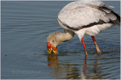 tantale ibis -  yellow billed stork 2.jpg