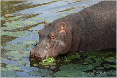 hippopotame 2.jpg