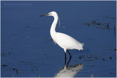 aigrette garzette - little egret