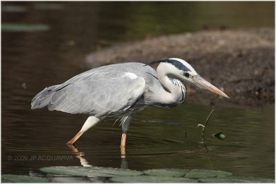 héron cendré - grey heron