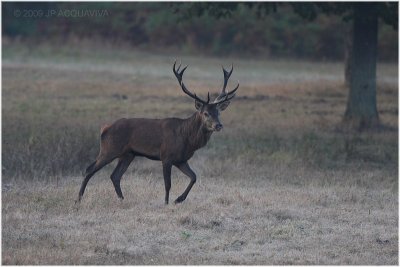 cerf elaphe -  red deer 2.JPG