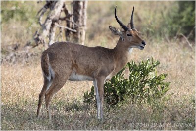 Cobe des roseaux - Reedbuck 2.JPG