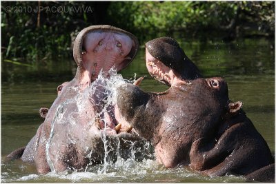 Fighting hippos 1.JPG