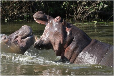 Fighting hippos 2.JPG