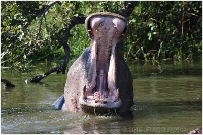 Hippo yawn 1.JPG