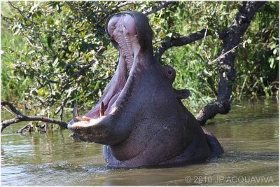 Hippo yawn.JPG