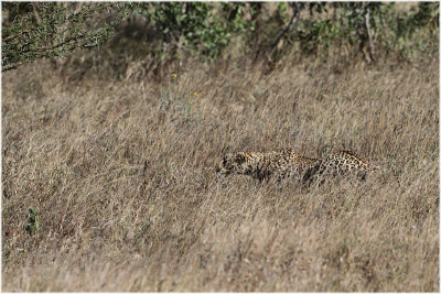 Stalking leopard.JPG
