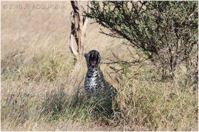 Yawning leopard.JPG