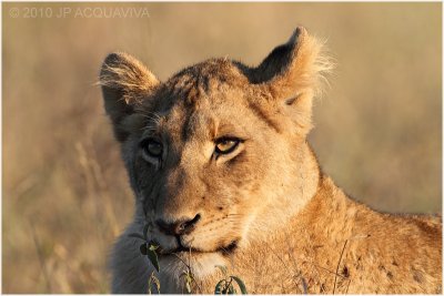 Kruger National Park  2010