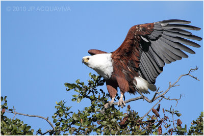 Aigle pcheur - Fish-eagle 2.JPG