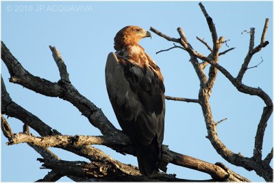 Aigle ravisseur - Tawny eagle.JPG