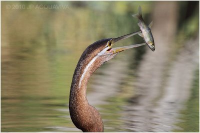 Anhinga - Darter with catch 1.JPG