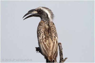 Calao  bec noir - Grey hornbill 1.JPG