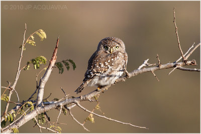 Chevêchette perlée - Pearl spotted owlet 1.JPG