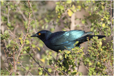 Choucador - blue-eared starling.JPG