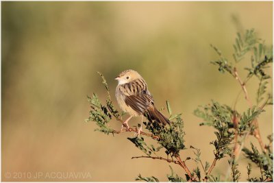 Cisticole - Zitting cisticola.JPG