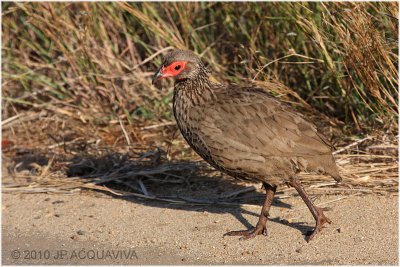 Francolin de swainson.JPG