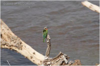 Guépier - Bee-eater.JPG