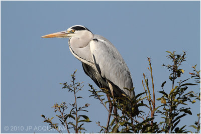 Héron cendré - Grey heron.JPG
