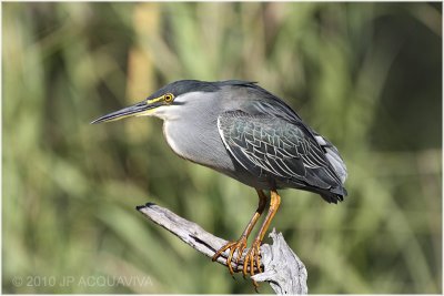 Héron strié - green-backed heron 1.JPG