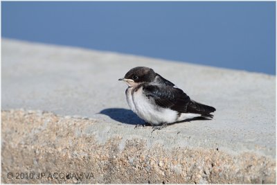 Hirondelle  gorge perle - Pearl-breasted swallow.JPG