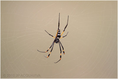 Nphine - Golden orb web spider.JPG