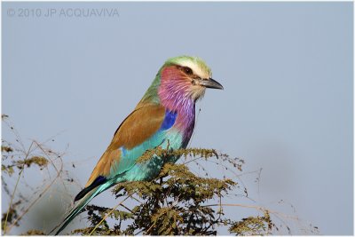 Rollier - Lilac-breasted roller 3.JPG