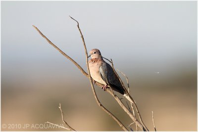 Tourterelle maille - laughing dove.JPG