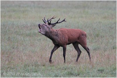 cerf au brame - red deer rut 1938.JPG