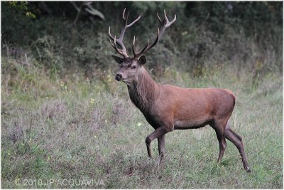 cerf elaphe - red deer 1726.JPG