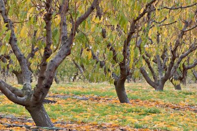 Oregon-orchard-2.jpg