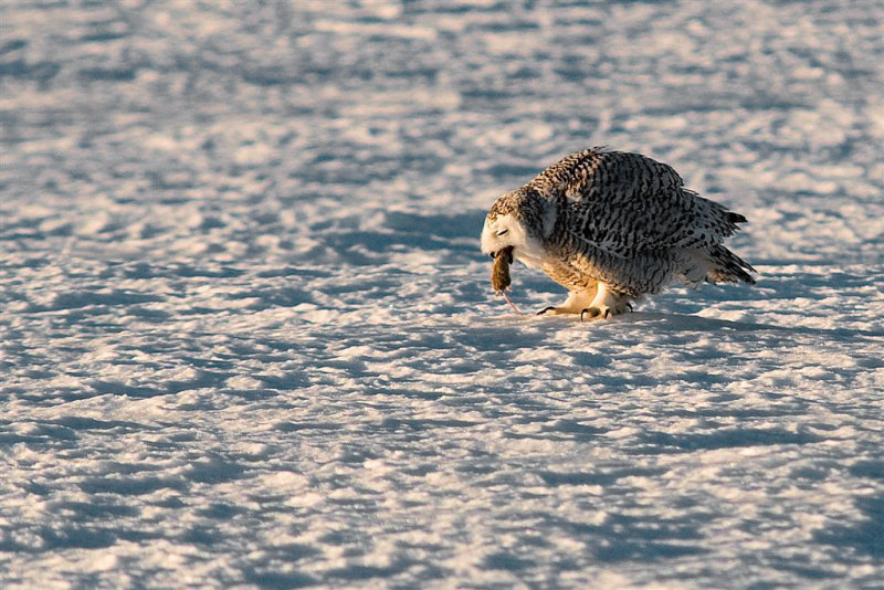 DSC_3774 Large.jpg