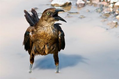 Nevada desert bird