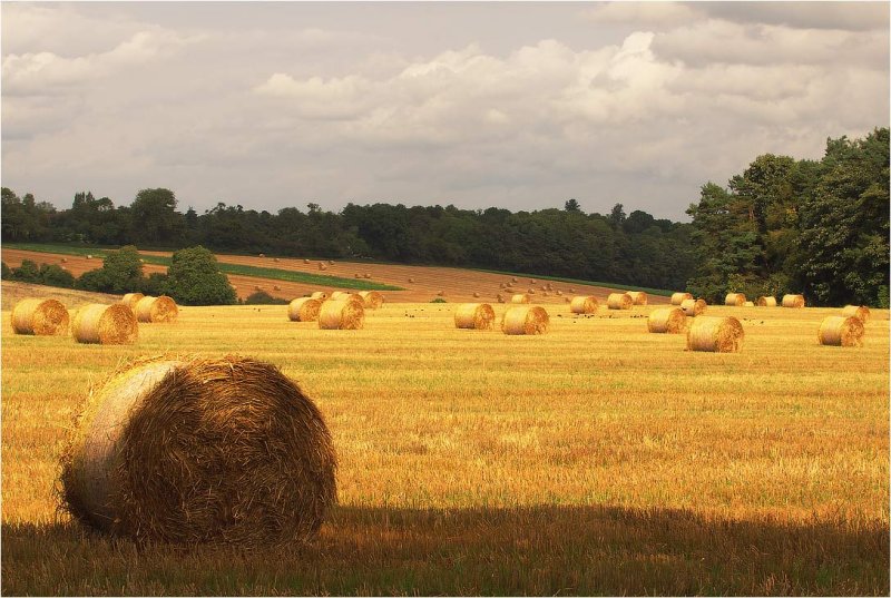 Fields of gold