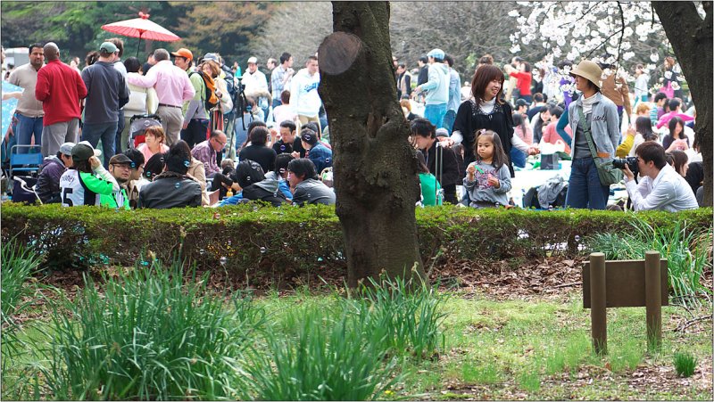 Shinjuku Gyoen April 2009