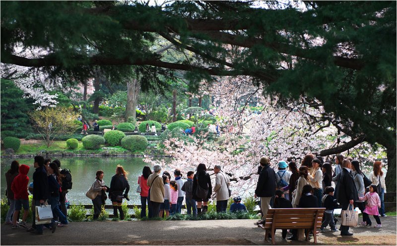 Shinjuku Gyoen April 2009