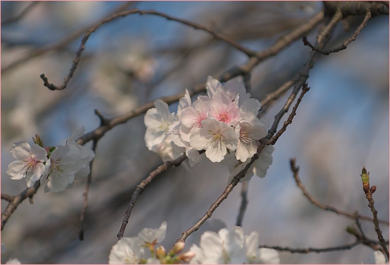 Cherry blossoms