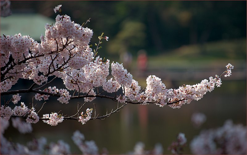 Cherry blossoms