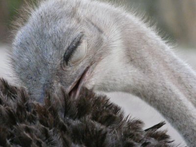 Namibia - Animals