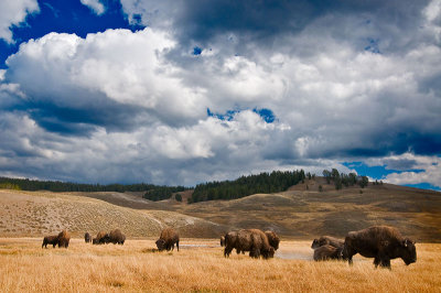 Bison herd