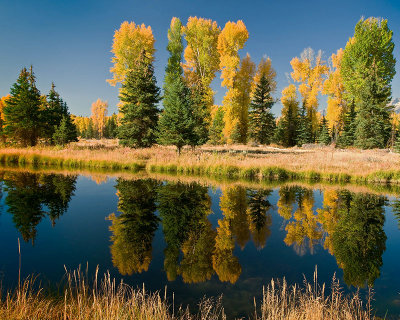 Reflections of Autum