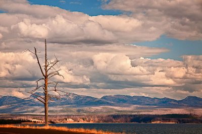 Dead tree by Yellowstone Lake